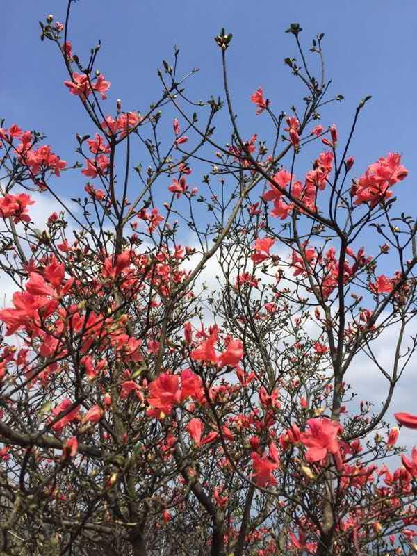 4月從化通天蠟燭杜鵑花紅似火-旅遊頻道-手機搜狐