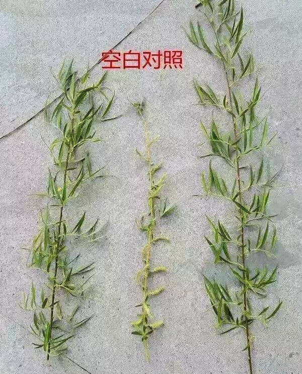 哈尔滨人正给大树"避孕"呢~~终于能告别"水性杨花"了?