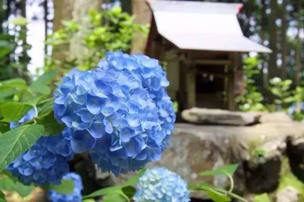 让绝美的绣球花治愈你的雨季小忧桑 新闻频道 手机搜狐