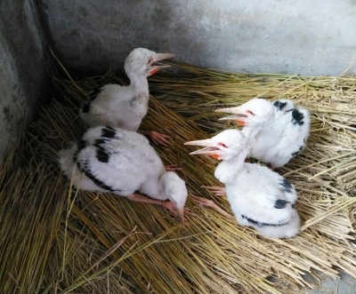 白鹳幼鸟图片图片