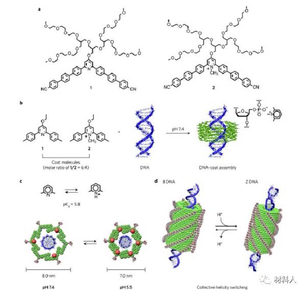 Nature子刊 Dna表面的组装实现大批量dna螺旋构象的转换 新闻频道 手机搜狐
