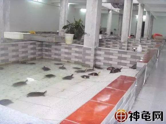 龟池建造术 简易室内龟池建造详解 收藏篇 科技频道 手机搜狐