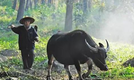 这五种动物无故杀之不吉 星座频道 手机搜狐