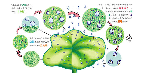 看,猪八戒的"纳米衣"就是根据荷叶的原理制作而成的