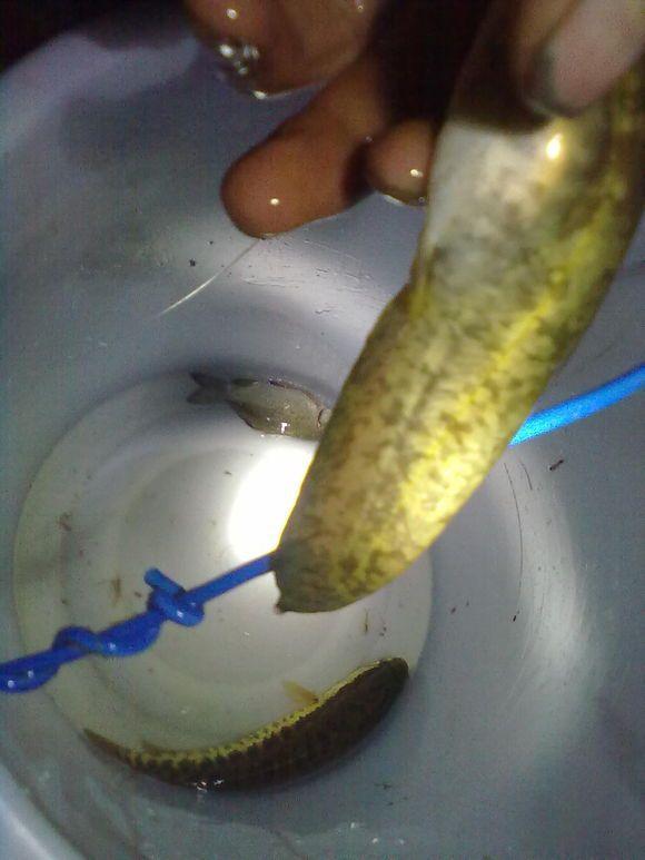 农村小伙用蚕做鱼饵,晚上钓上大黑鱼!