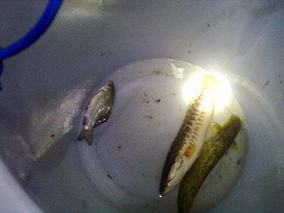 农村小伙用蚕做鱼饵,晚上钓上大黑鱼!