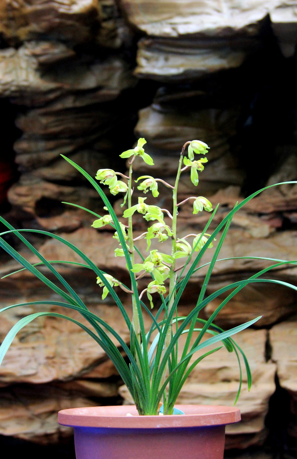 2017年江苏省(常州)蕙兰展,共品蕙兰精品(组图)