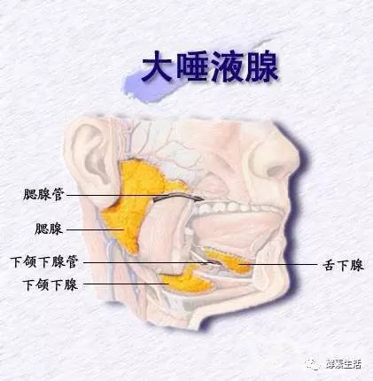 你知道身体是什么器官在分泌消化酵素吗 新闻频道 手机搜狐