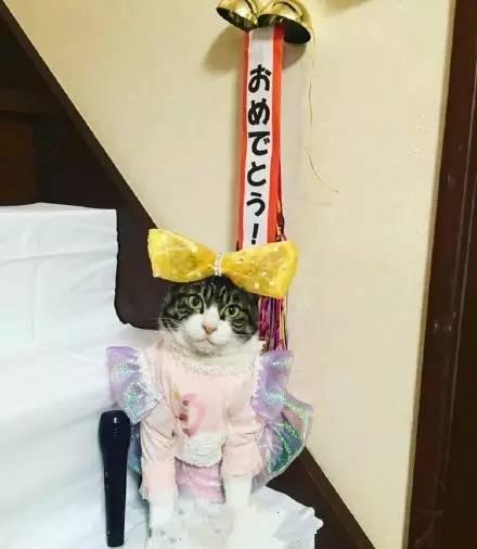 当猫开始cosplay,还有人类什么事 ?