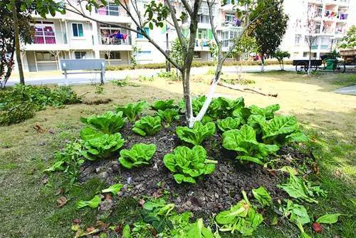 常州多个小区惨遭这些人毁地种菜公共地成私人农场