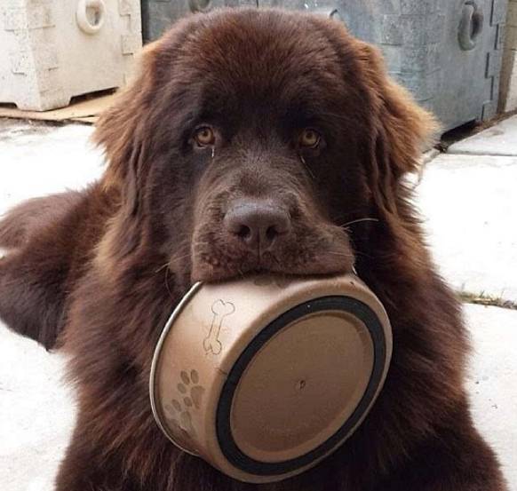 【萌宠】萌宠吃相大比拼:猫咪,喝起星爸爸来贼有范儿!