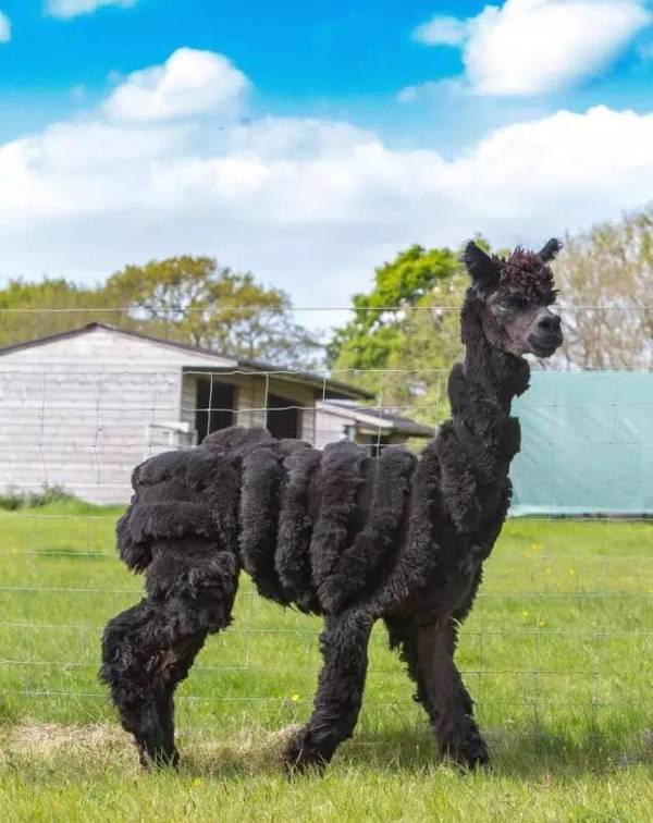 英国一农场主模仿贵宾犬,狮子,恐龙,斑马的样子给她家的草泥马剪出了