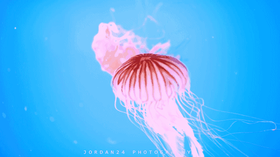 560_315gif 动态图 动图