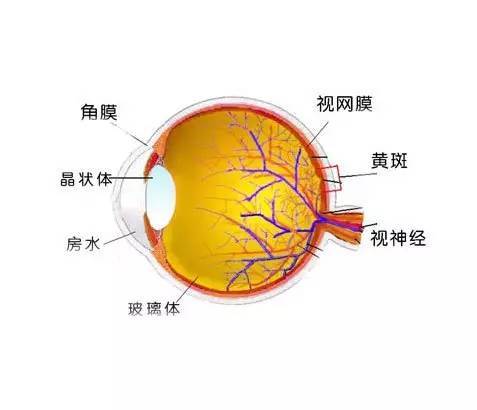 具有很精细的网络结构及丰富的代谢和生理功能 人体眼睛解剖图欣赏