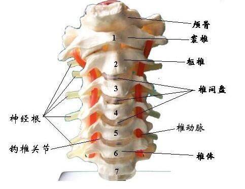 颈椎间盘突出的保守治疗 健康频道 手机搜狐