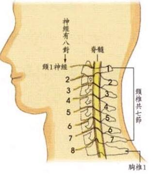 颈椎间盘突出的保守治疗 健康频道 手机搜狐