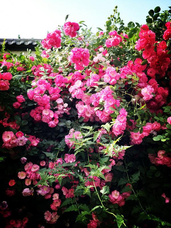 在高楼云集的曲江cbd,百米蔷薇花墙惊艳了暮春初夏!