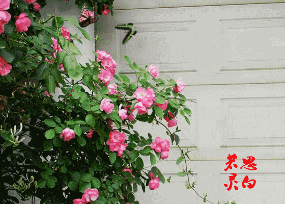 春末夏初的洛阳街头,这8个地方蔷薇花美出了新境界