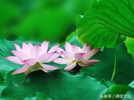 禅宗文化05-10 08:22 大 作者简介:苏树华,上世纪九十年代,随元音老人