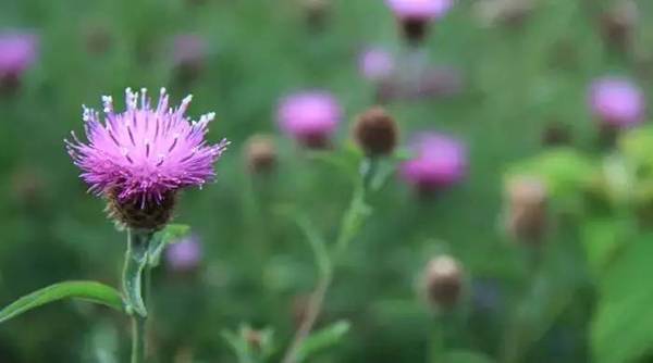 奶蓟草 | 全世界公认的护肝解酒圣品