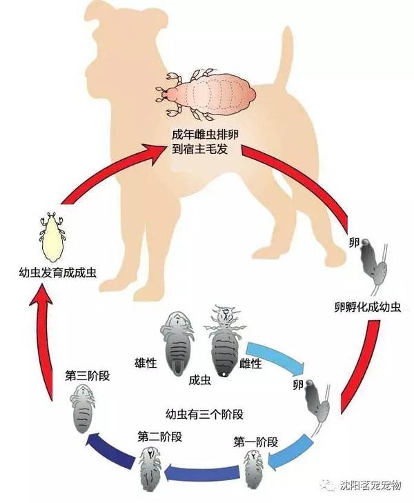 幾種常見的體外寄生蟲