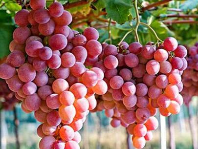 宁波特产之水果集合