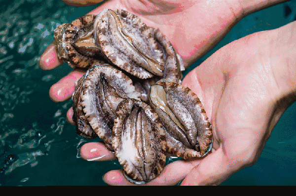 600_399gif 动态图 动图