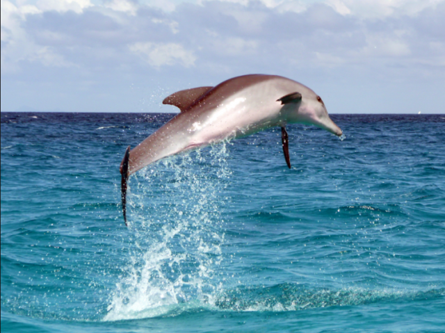 再等几年人们就能听懂海豚语了 科技频道 手机搜狐