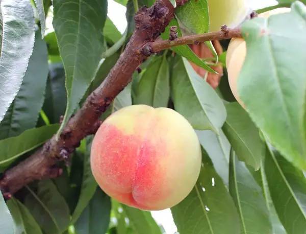 南汇大团水蜜桃园