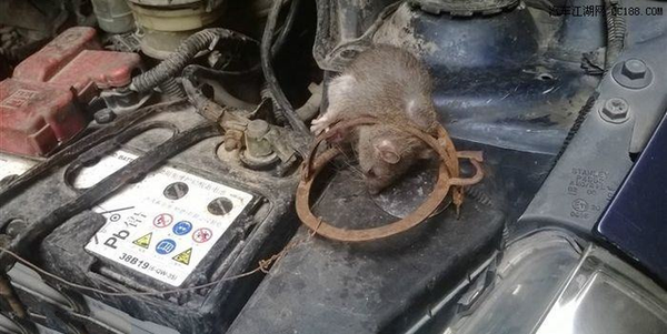 发动机舱进老鼠了怎么办?