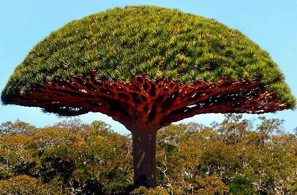 世界上寿命最长的植物图片