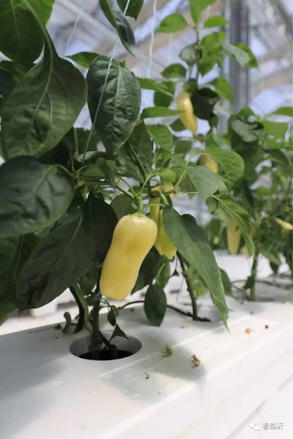 朴园家校行 1 6中队社会实践营 旅游频道 手机搜狐