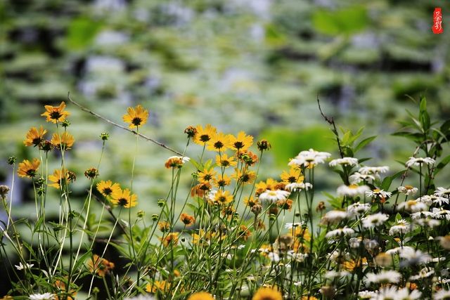 苏东坡戏说的" 生前富贵草头露 ,身后风流陌上花"
