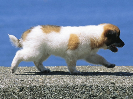 狗狗有点罗圈腿怎么办,怎么治小狗的罗圈腿