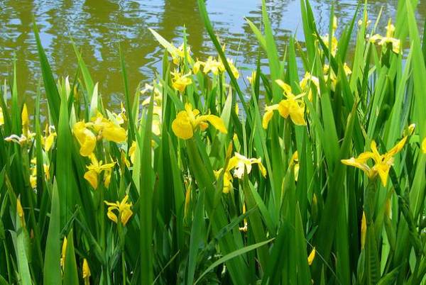 玉蝉花(iris ensata),园艺变种为花菖蒲,也爱长在水边,日本园艺中广泛