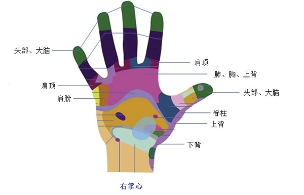 手背名称图片大全图片