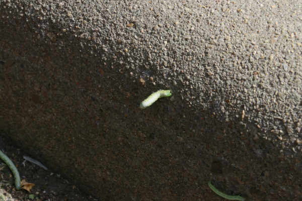师大惊现"吊死鬼",你怕了吗?