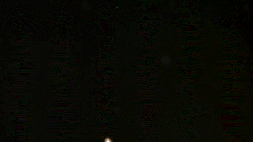 你在海滩上遇见过沙币吗?