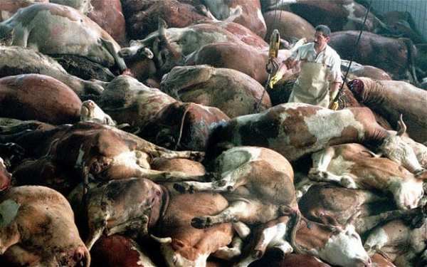 1996年,在英国爆发了震惊世界的疯牛病事件,成千上万头牛发疯后死 ..