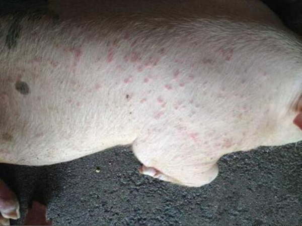 猪被咬的忍无可忍,高效灭蝇方法看这里