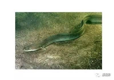 有一条能从霍童溪游上岸的鱼,你们见过吗?