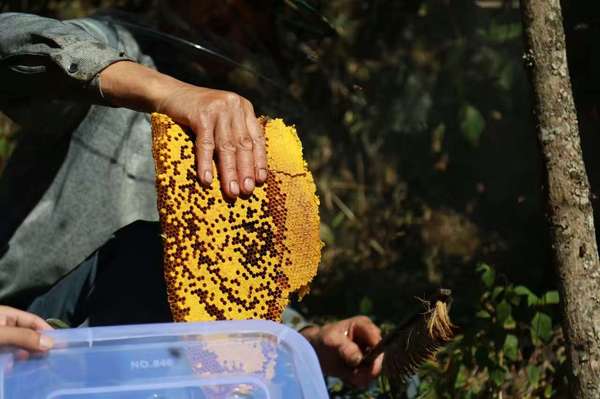 原生态蜂蜜 健康频道 手机搜狐