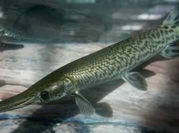 有人捞起了一条从未见过,长着鳄鱼嘴的怪鱼,身上覆满鳞甲,硬得连刀都