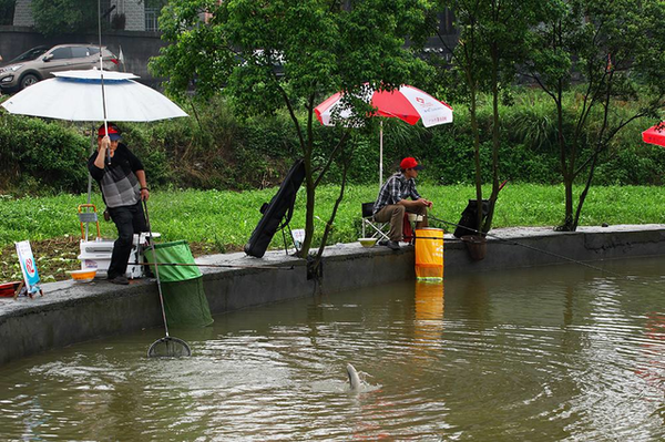 夏钓黑坑鲤鱼,教你如何偷驴