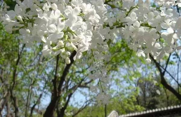 观湖光山色 赏槐花美