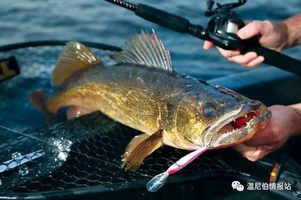 walleye 鲥鱼
