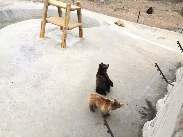 哈尔滨大叔捡到一只小熊瞎子,抱起来狗那么大|被熊族抛弃