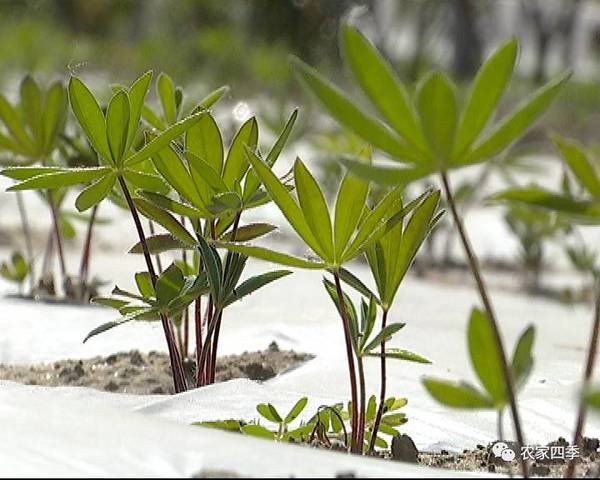 大荔沙苑牡丹园图片