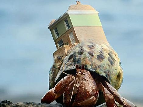 都知道寄居蟹是个爱换房子的小家伙儿,随着身体增长会定期找喜欢的