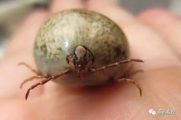 "吸血鬼"蜱虫主要能传播哪些疾病?